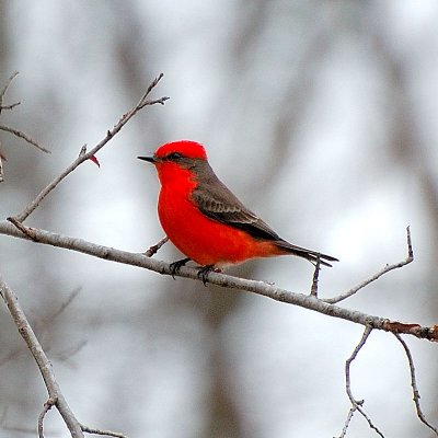 Vermillion FLycatcher10.JPG