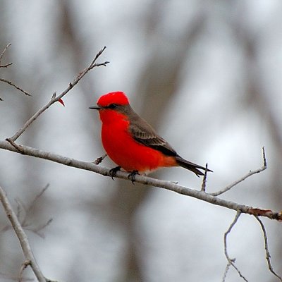 Vermillion FLycatcher11.JPG