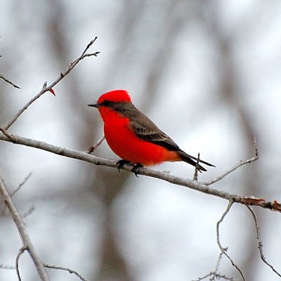 Vermillion FLycatcher12.JPG