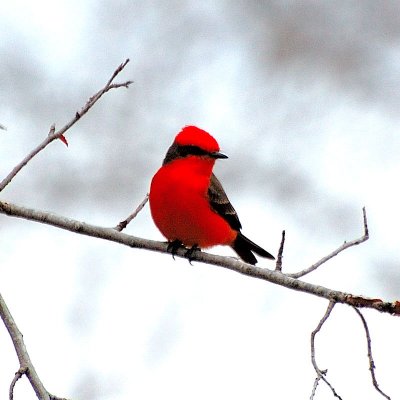 Vermillion FLycatcher13.JPG