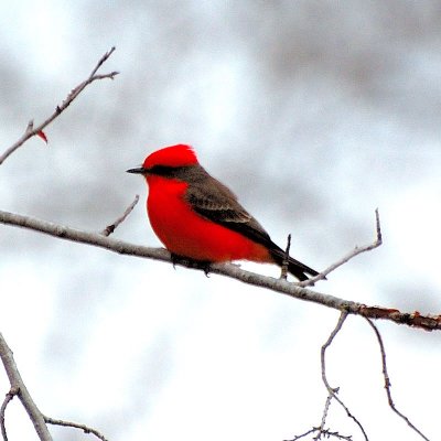 Vermillion FLycatcher14.JPG