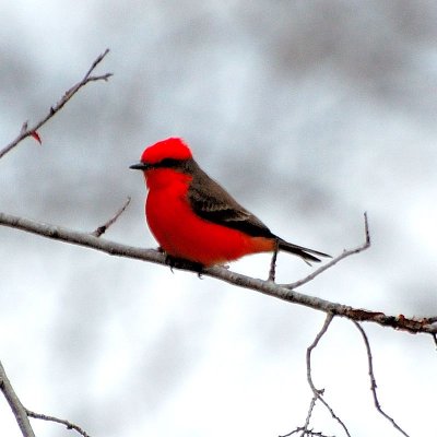 Vermillion FLycatcher17.JPG