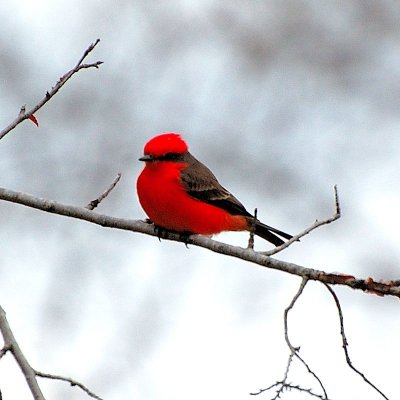 Vermillion FLycatcher18.JPG
