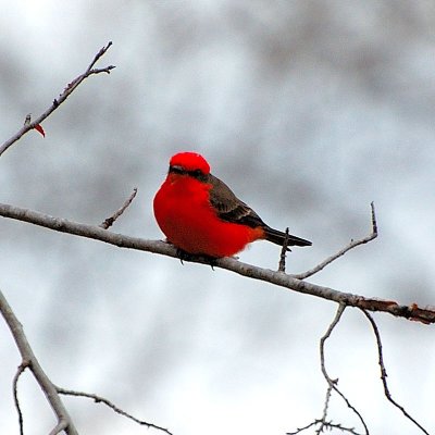 Vermillion FLycatcher19.JPG
