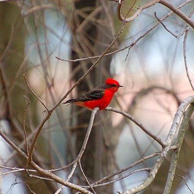 Vermillion FLycatcher2.JPG