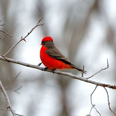 Vermillion Flycatcher, 18 Poses, ASP Houston TX, Spring 2007