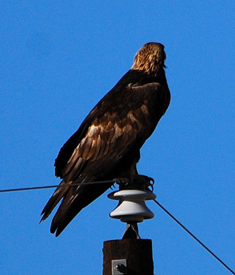 Golden Eagle1.JPG