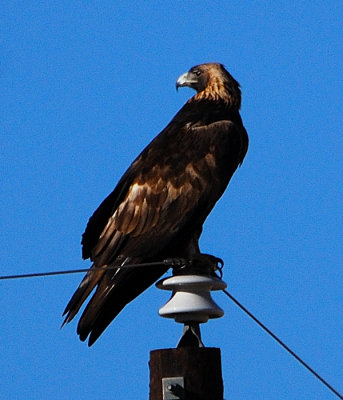 Golden Eagle2.JPG
