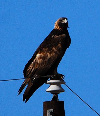 Golden Eagle, SE Colorado USA, Autumn 2008