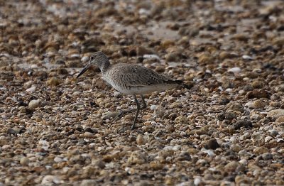 DSC_3508_80.jpg