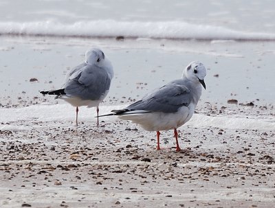 DSC_3522_80.jpg