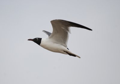 DSC_3534_80.jpg