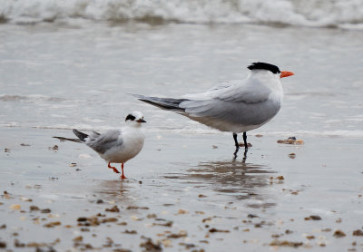 DSC_3627_80.jpg