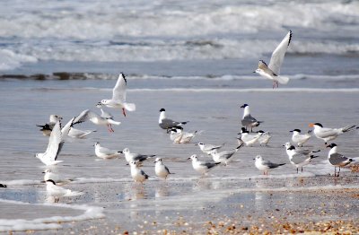 Gulls, Terns Etc. March 08