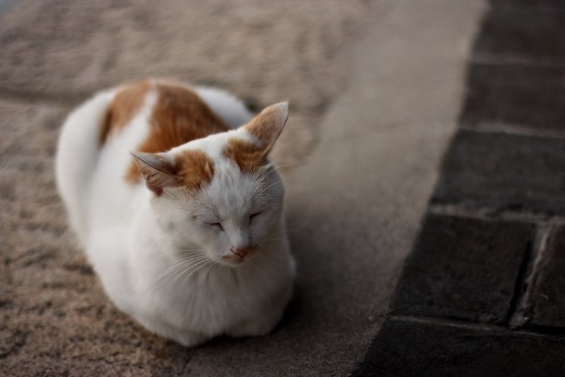 Cat 6