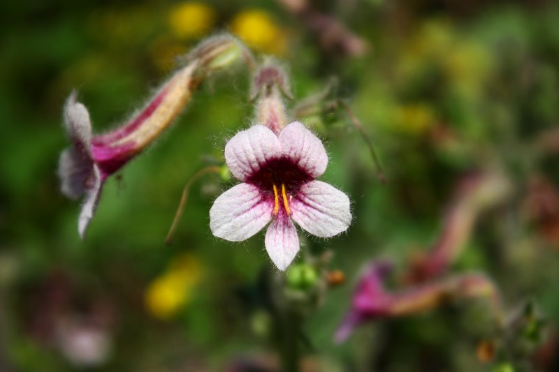 Flower 3