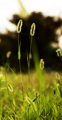 Grass 8