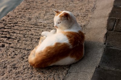 Cats