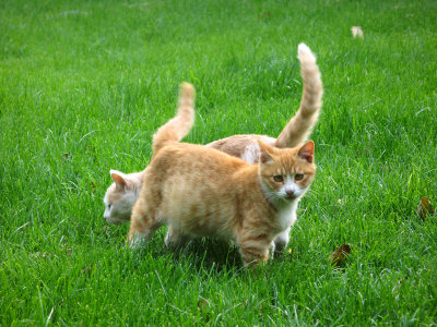 Cats