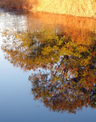 Autumn in water
