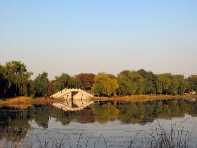 Bridge and Trees