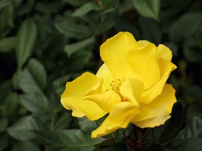 Yellow Flower