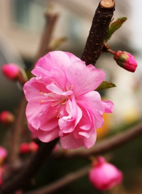 Peach Blossom