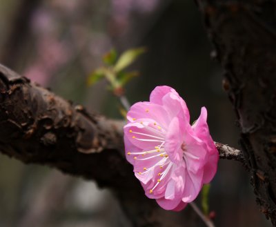 Peach Blossom 2