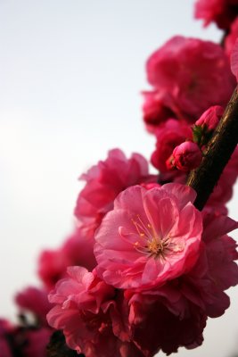 Peach Blossom 3