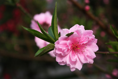 Peach Blossom 4