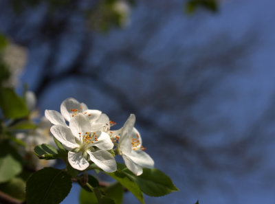 Spring Flower