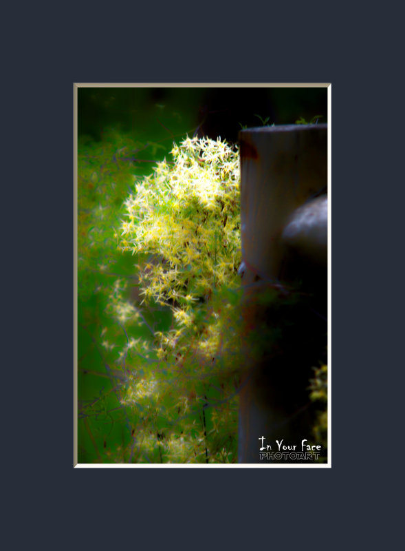 Flowers on the Fence NFL