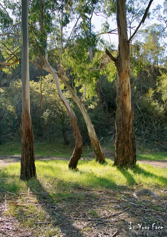April in the Hurstbridge Reserve 6