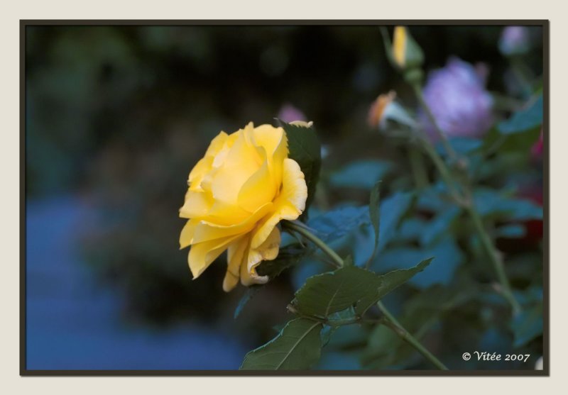 Yellow Rose