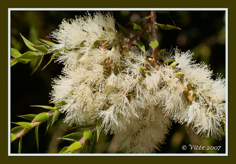 Pollen Feast I