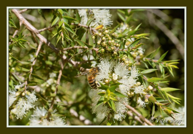 Pollen Feast II