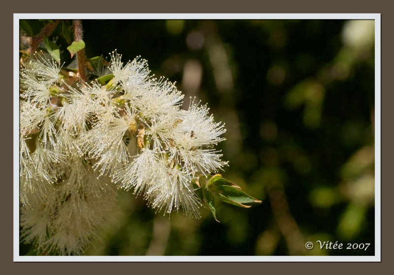 Pollen Feast III