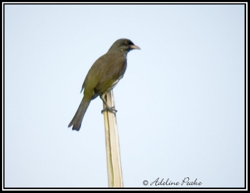 Palmchat
