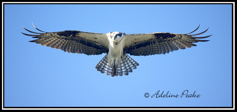 Osprey