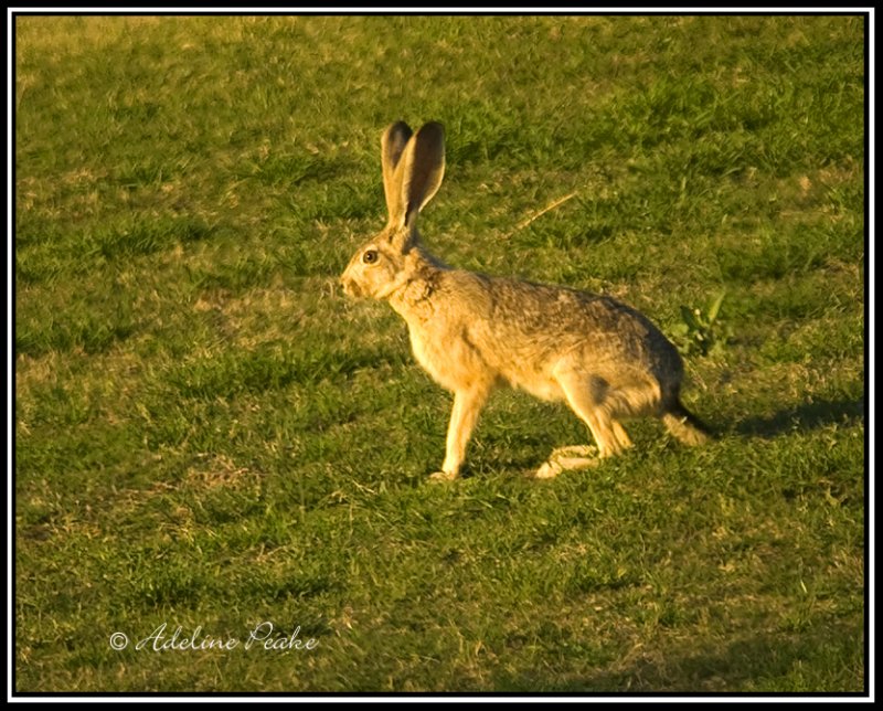 Jack Rabbit