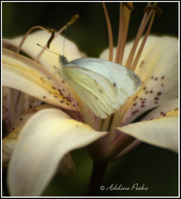 Checkered  White