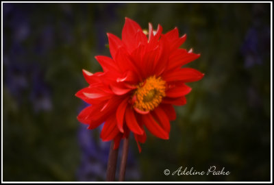 Red Dahlia