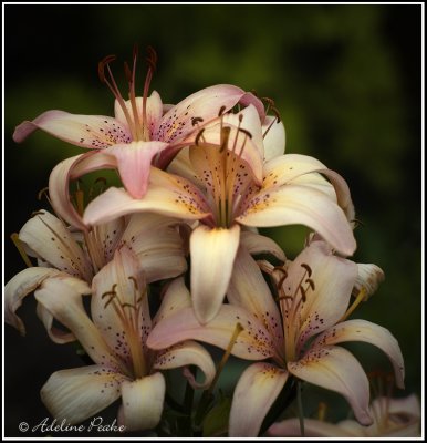 Lilies