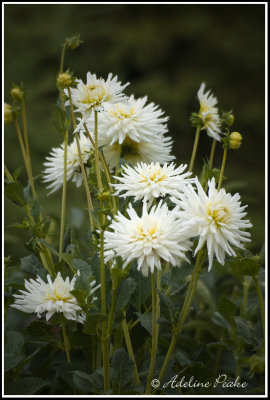 White Dahlia