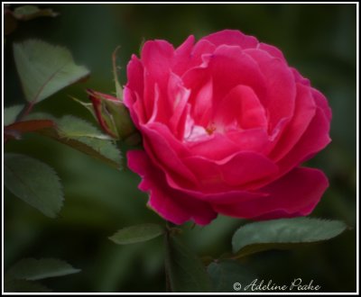 Red Rose