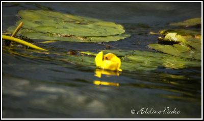Water Lily