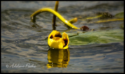 Water Lily, Steele Lake