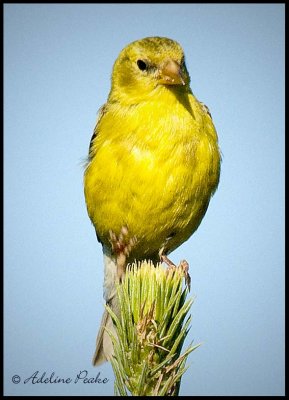 American Goldfinch