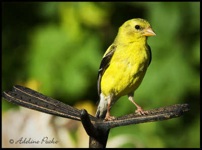 American Goldfinch