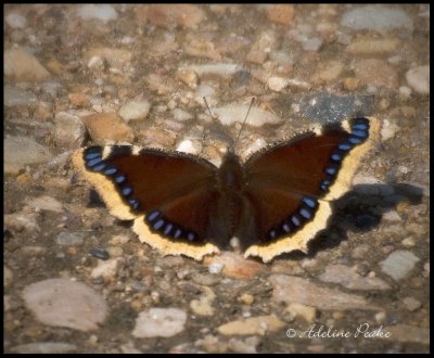 Mourning Cloak, True Brushfoot Butterfly